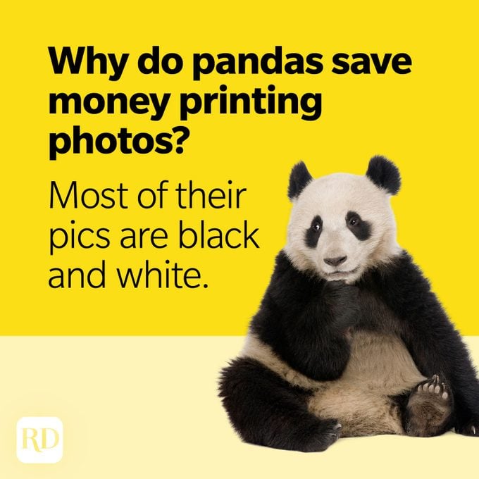 Bear Puns Panda Photos