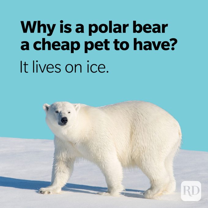 Bear Puns Polar Bear Cheap Pet