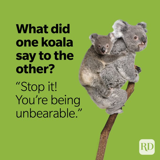 Bear Puns Unbearable Koala