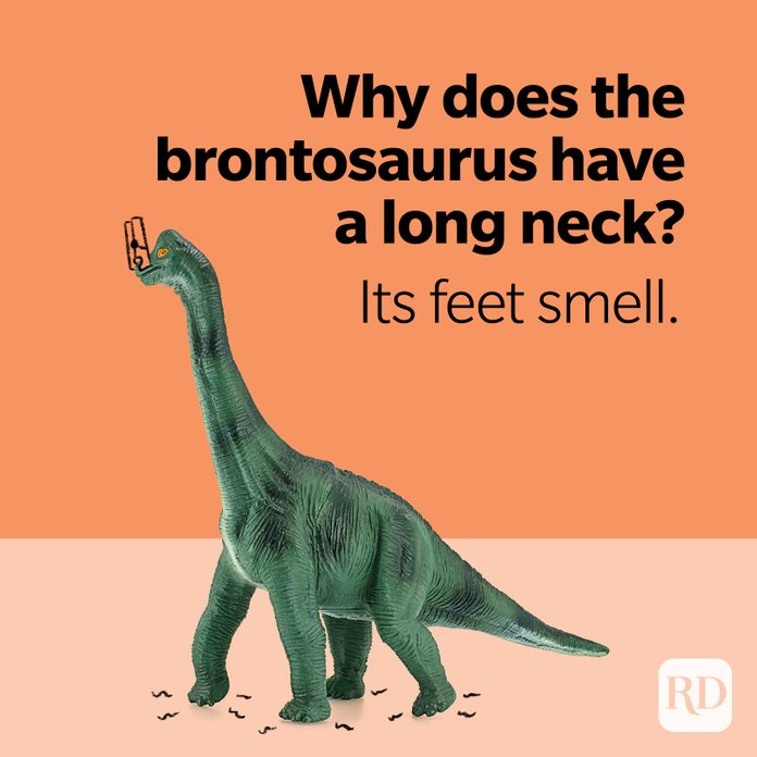 Dinosaurier Witze Brontosaurus langen Hals Füße riechen