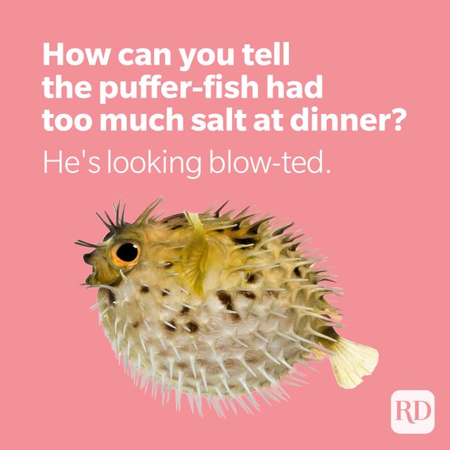Puffer fish with joke