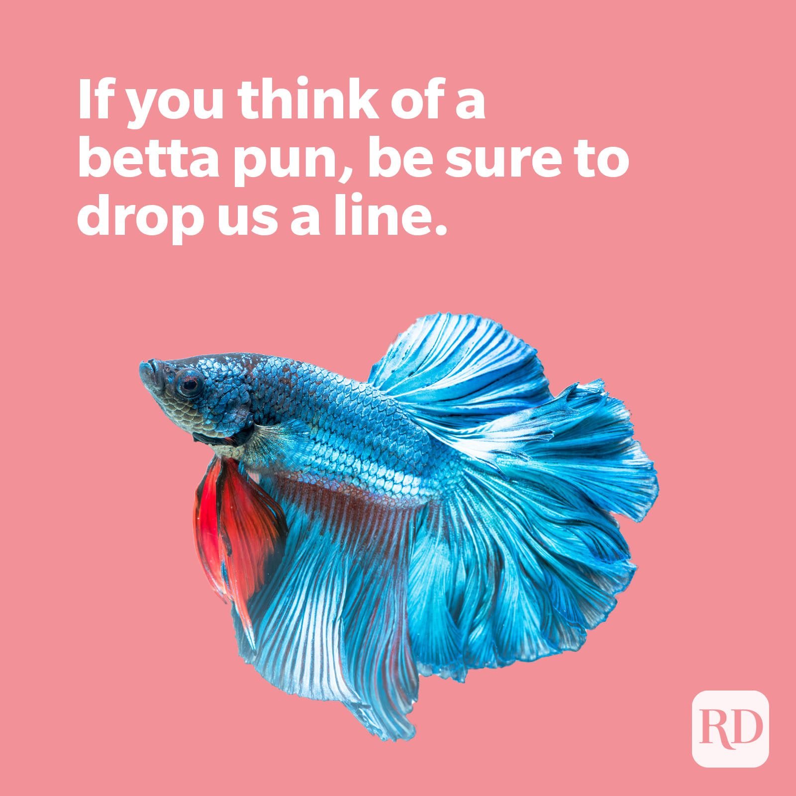 Blue betta fish with betta pun