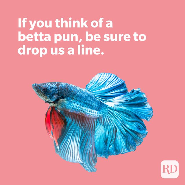 Blue betta fish with betta pun