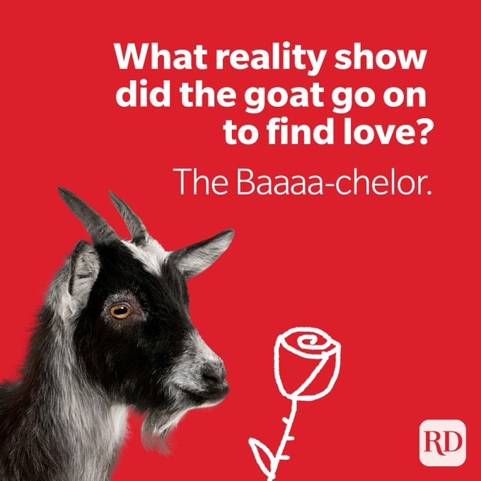 Bachelor goat holding final rose