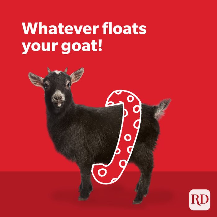 Goat wearing floaties