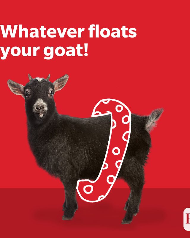 Goat wearing floaties