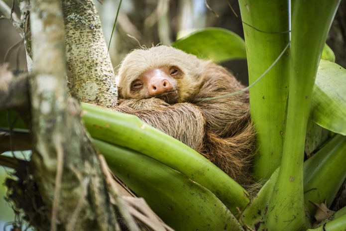 Hoffmann's two-toed sloth (Choloepus hoffmanni), La Fortuna, Arenal National Park, Alajuela Province, Costa Rica, Central America