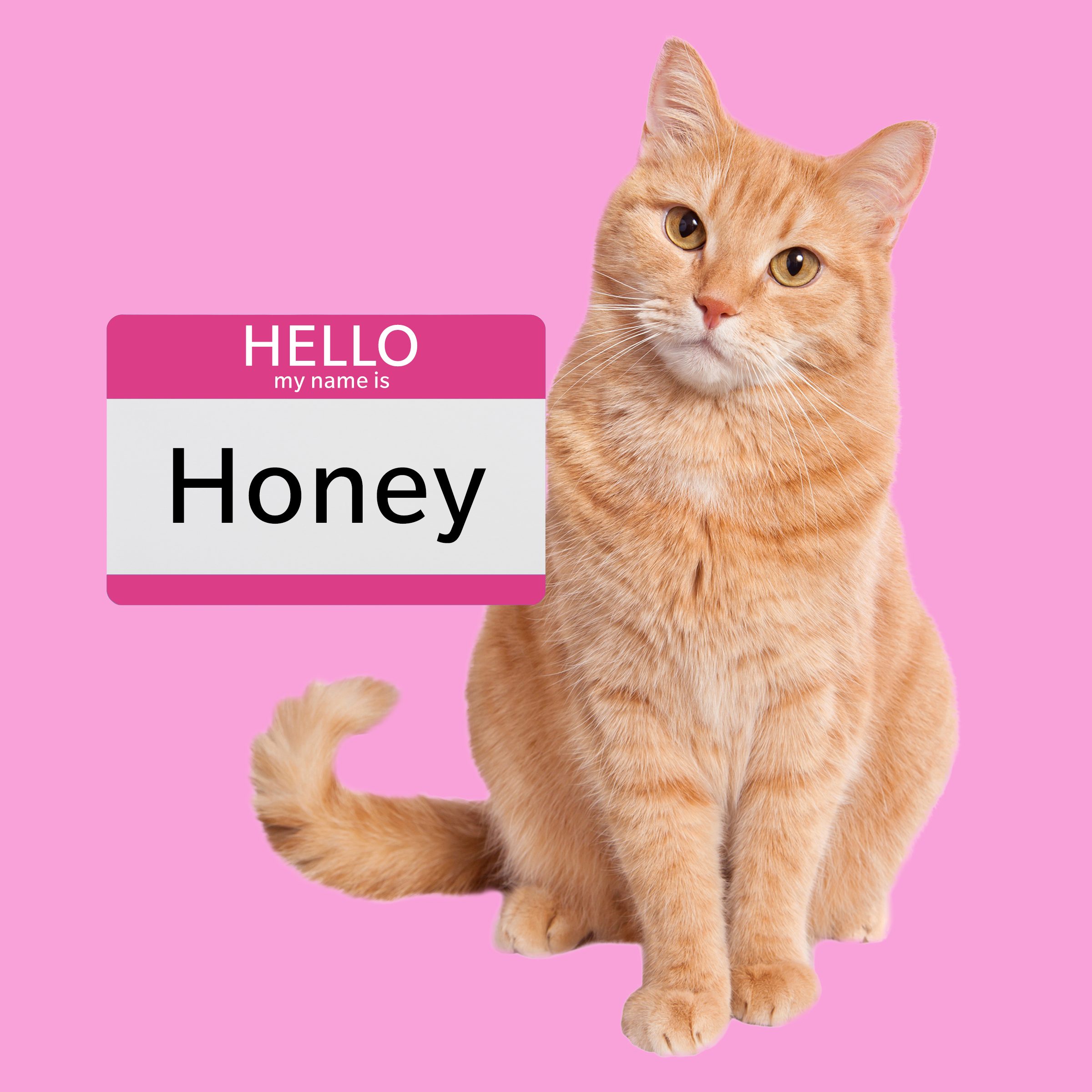 Honey, a girl cat name for an orange cat