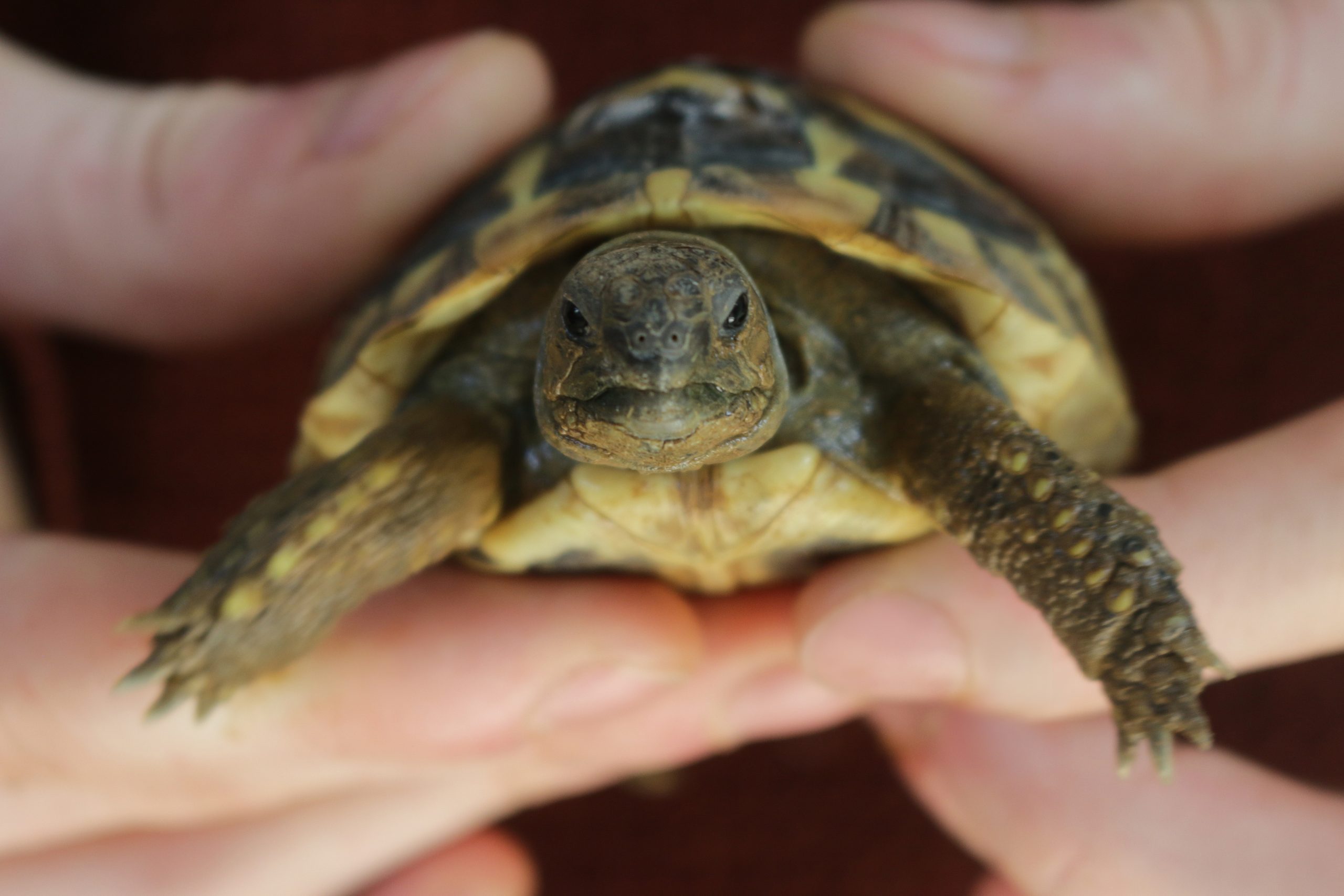 Image of young tame and friendly baby pet Russian Hartsfield diet / Hermann's tortoise being held in hand fingers to show size and scale, with head, face, eyes, shells, legs and claws, healthy pet tortoises diet food guide and caring for tortoiseshell