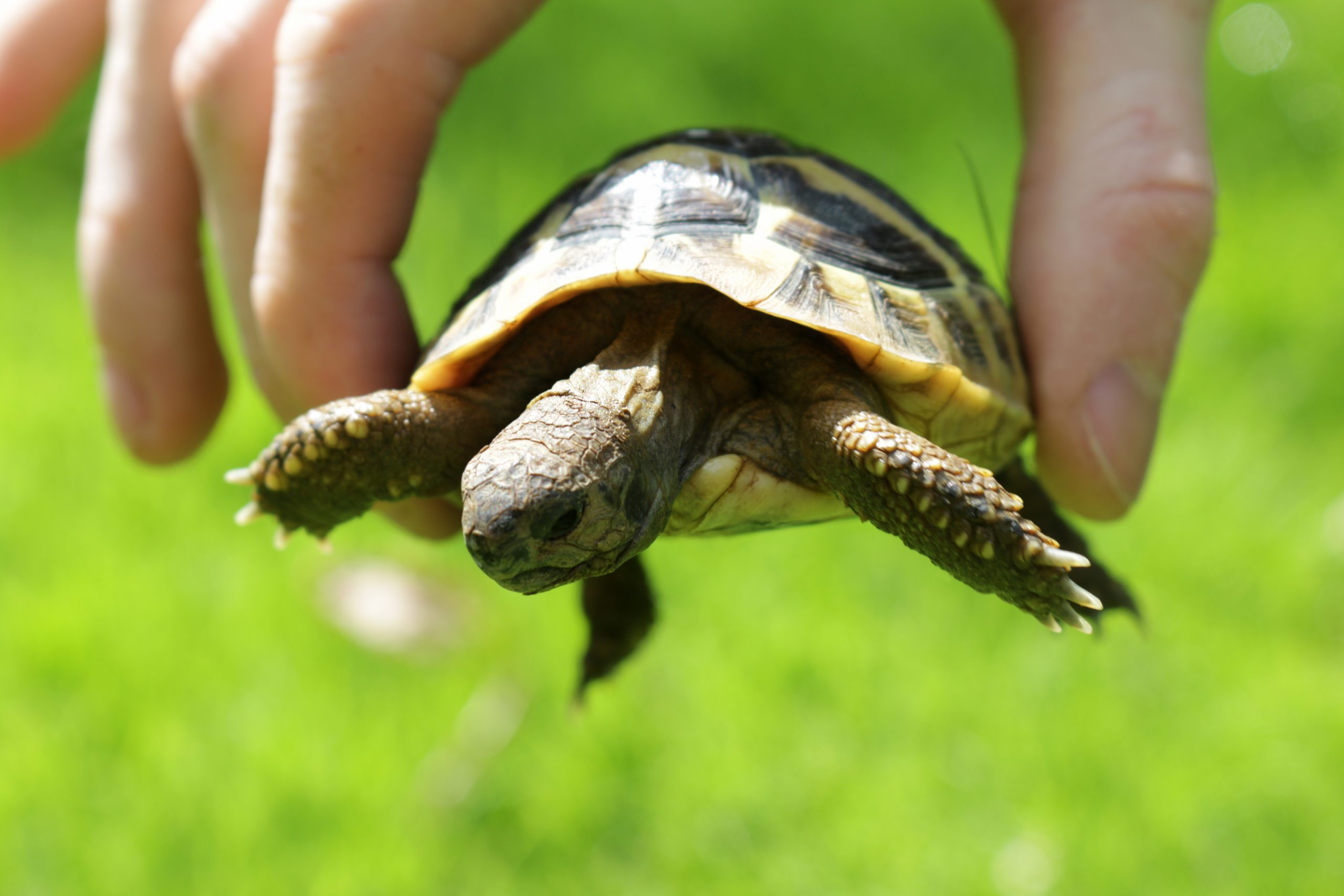 Image of young tame and friendly baby pet Russian Hartsfield diet / Hermann's tortoise being held in hand outdoors in garden sunshine for vitamins above green lawn grass, baby tortoise in fingers to show size and scale, with head, legs and claws hanging