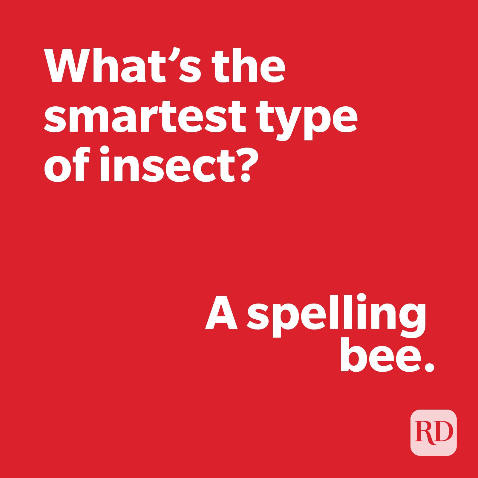 Insect joke