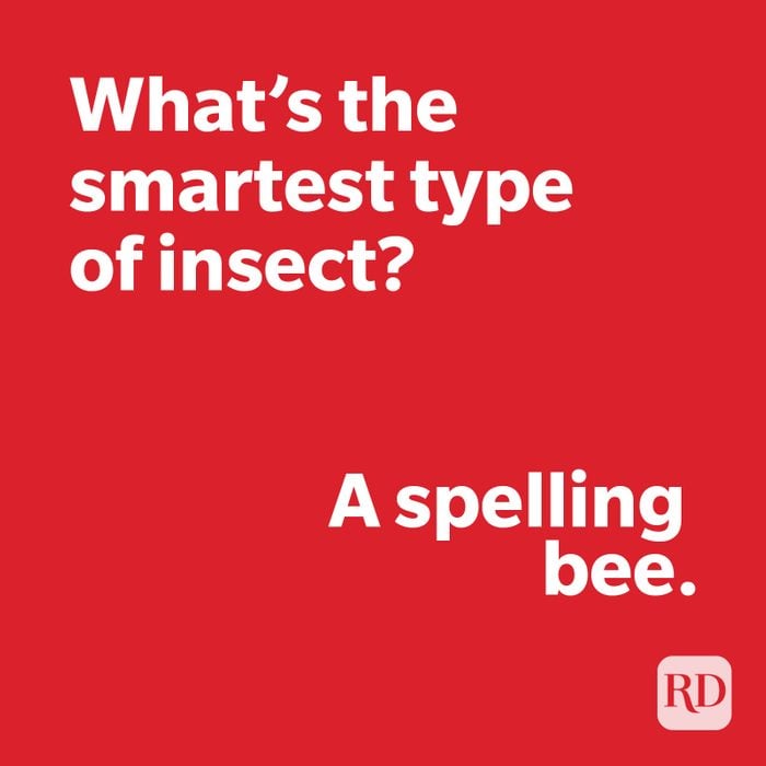 Insect joke
