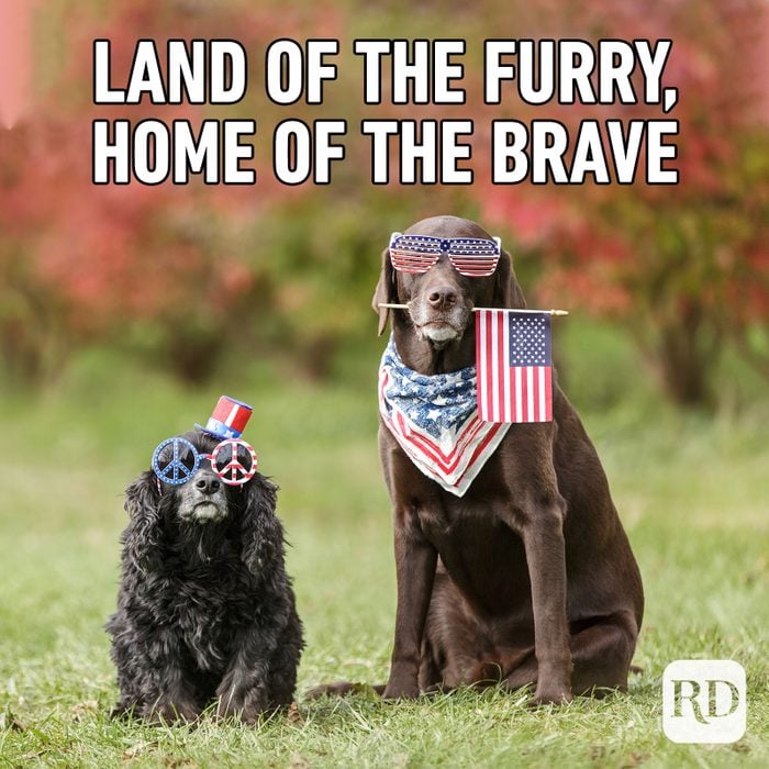 Meme text: Land of the furry, and home of the brave