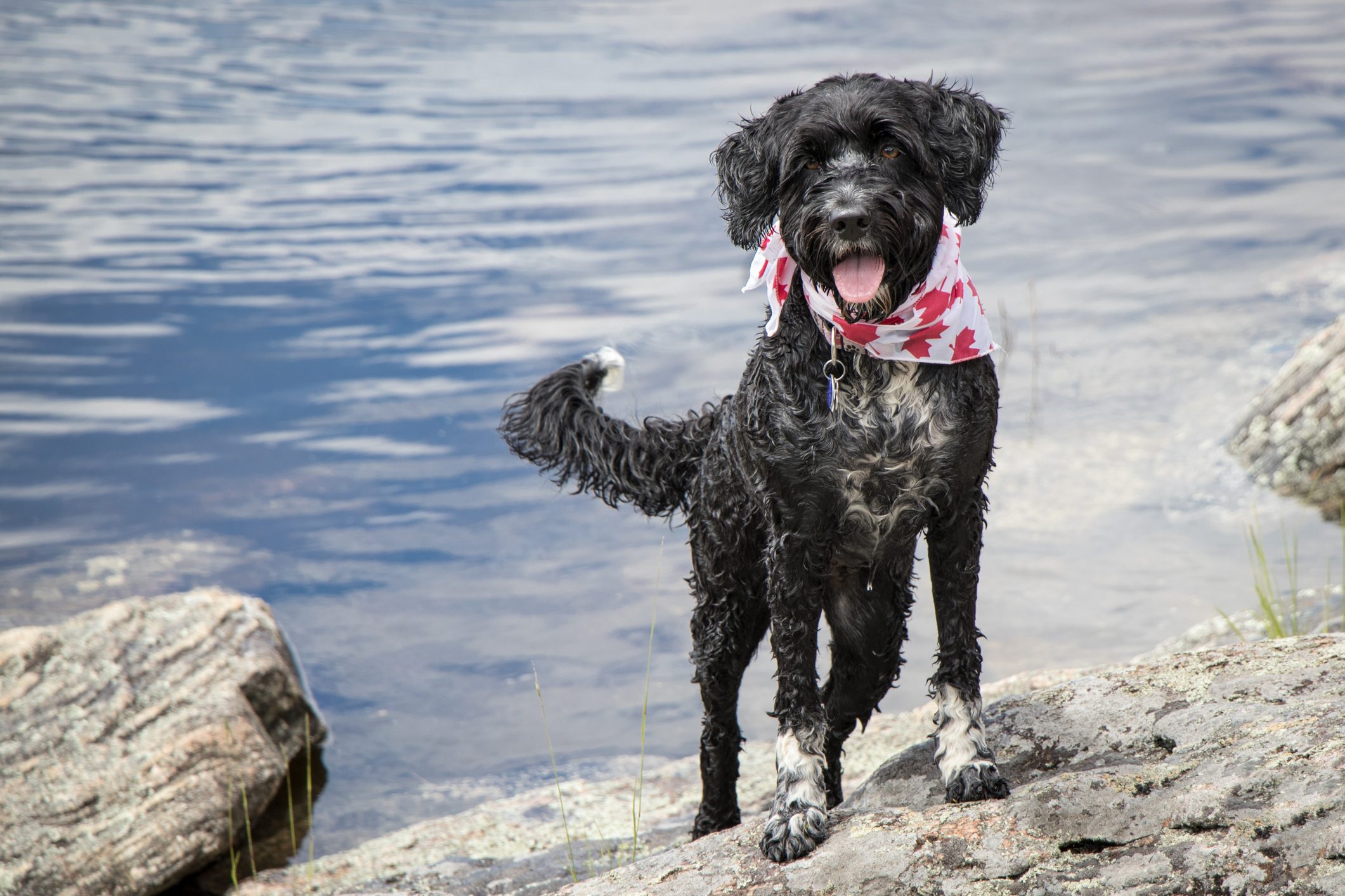 Portuguese Water Dog at the water's edge