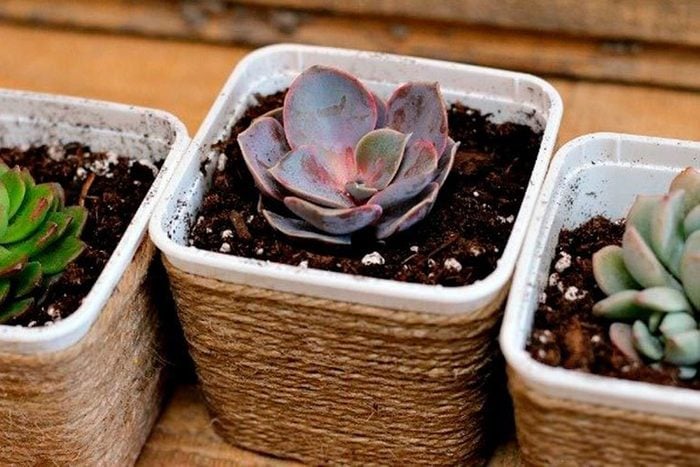 Succulent11 Courtesy Holly Bertone Pink Fortitude