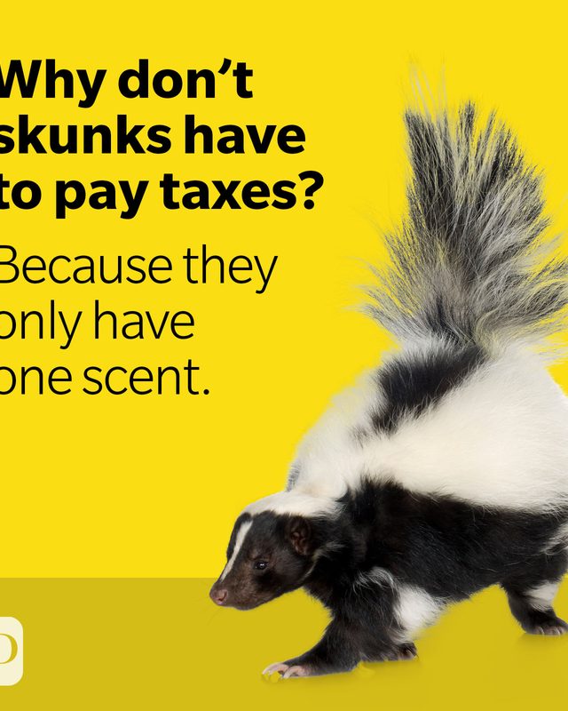 Skunk on yellow