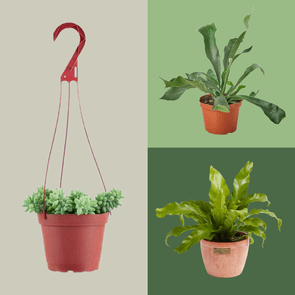 16 Indoor Hanging Plants Ft Via Merchant