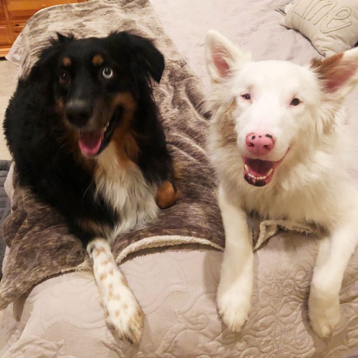 two austrailian shepherds smiling, laying together on a bed