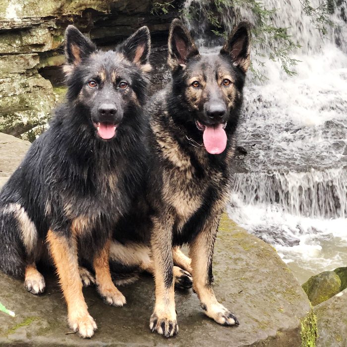 two dogs stand together on a rock with a waterfall in the background