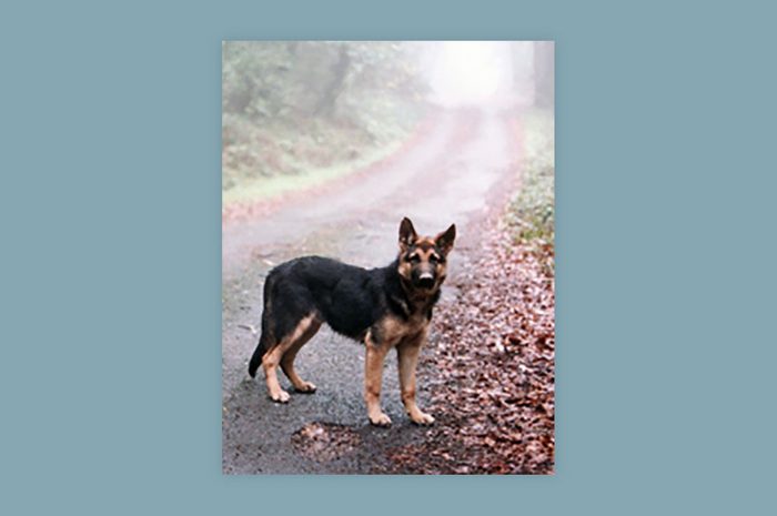 dog standing on the edge of a foggy road in autumn