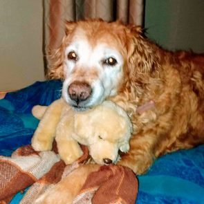 golden retriever sitting with golden retriever toy on a bed