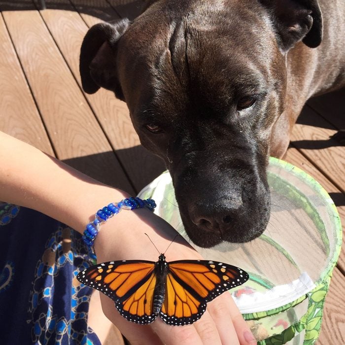 dog looking at monarch butterfly sitting on his owner's hand