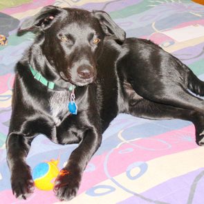 black dog lays on a colorful blanket