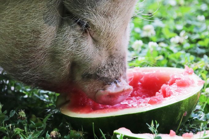 close up of pig eating watermelon