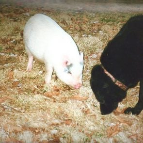 a small pig and a black dog