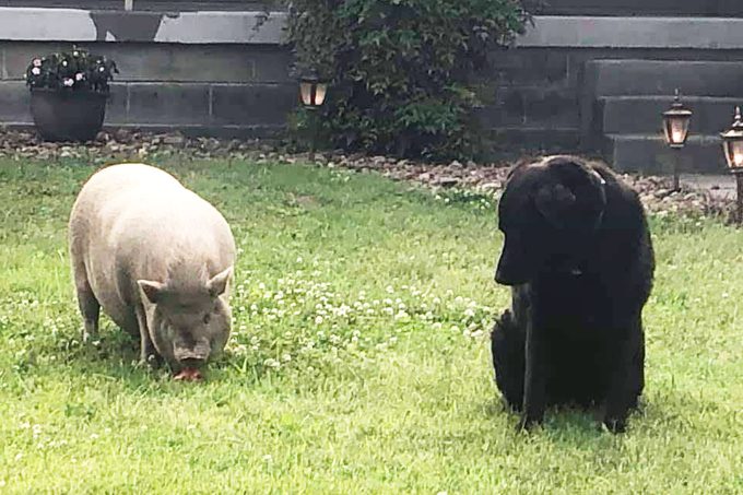a pig and a black dog in the grass in a backyard