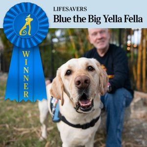 Pet Pals Winner, Lifesavers category. close up the service dog with the veteran in the background