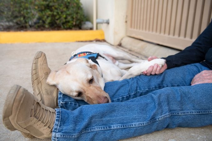the service dog lays next to the veteran's legs; the man holds the dog's paw