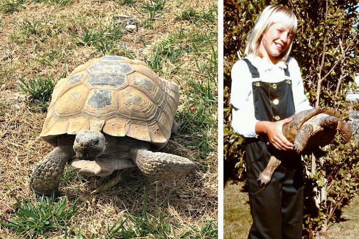 left: large tortoise on the grass; right: a young boy holds a young tortoise