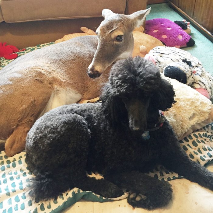 a deer and a poodle sit together on the floor