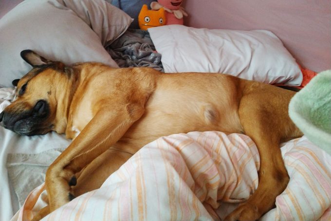 dog laying among pillows