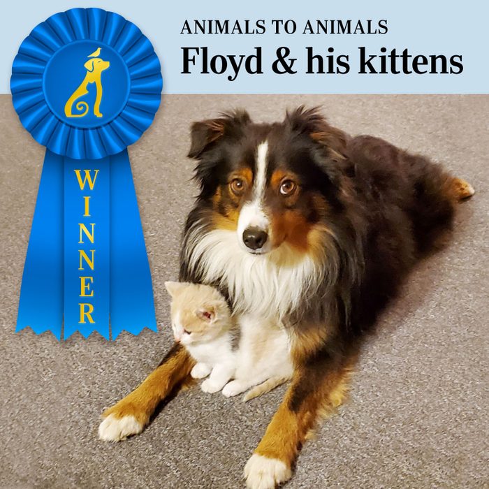 Pet Pals Winner, Animals to Animals category. Floyd the dog looking at the camera with a kitten close to its chest between his front legs.