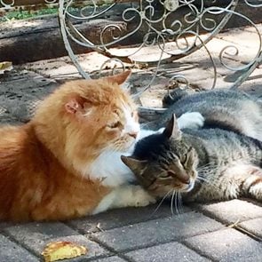 two cats laying together on paving stones