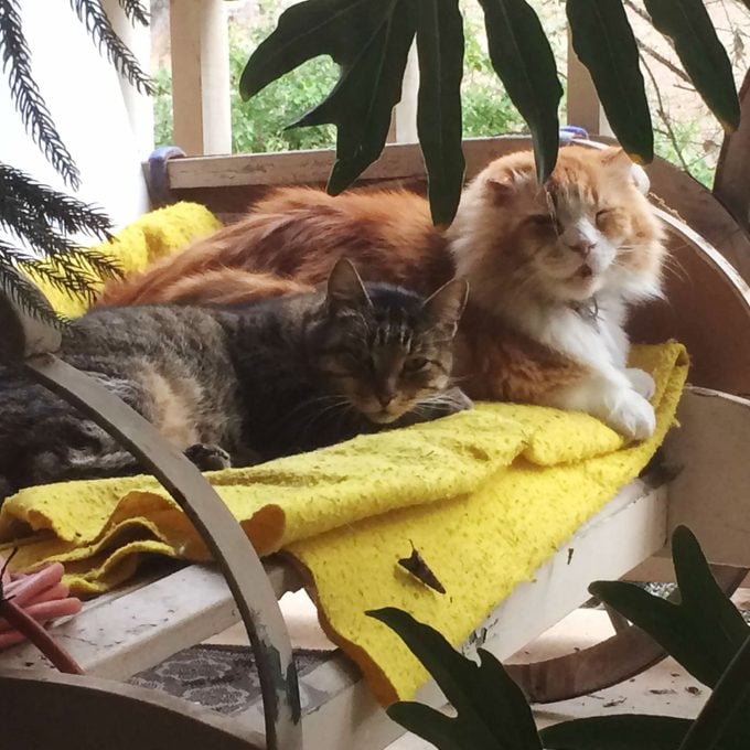 two cats sitting together