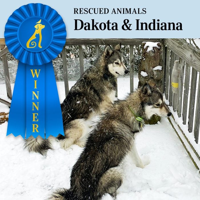 Pet Pals Winner, Rescued Animals category. two dogs, Dakota and Indiana, stand next to each other on a snowy deck