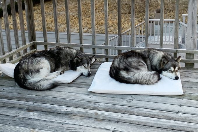 two dogs sleeping next to each other on the porch