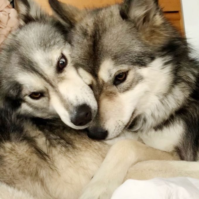 two dogs with their faces close together