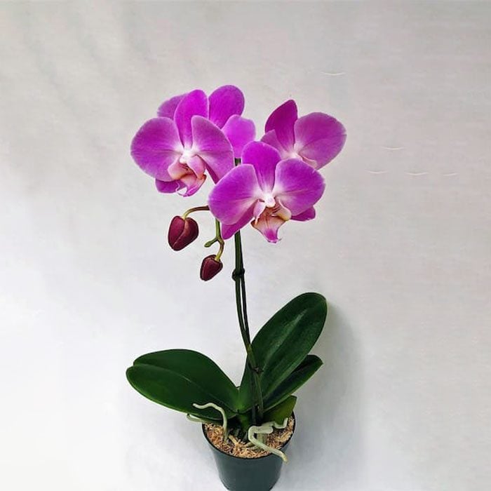 4 In. Phalaenopsis Orchid In Grower Pot