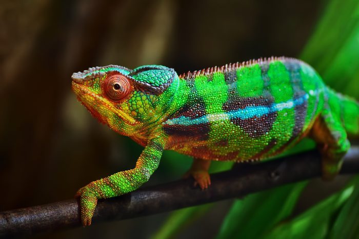 colorful panther chameleon on a branch