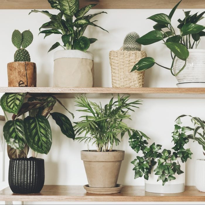 Stylish green plants and black watering can on wooden shelves. Modern hipster room decor. Cactus, dieffenbachia, epipremnum, calathea,dracaena,ivy, palm in pots on shelf