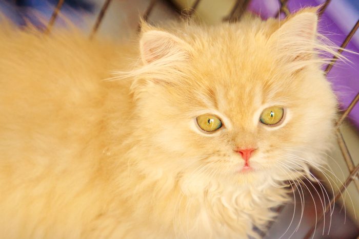Turkish Angora Cat Portrait