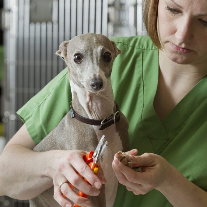 Veterinary cutting a dogs nails