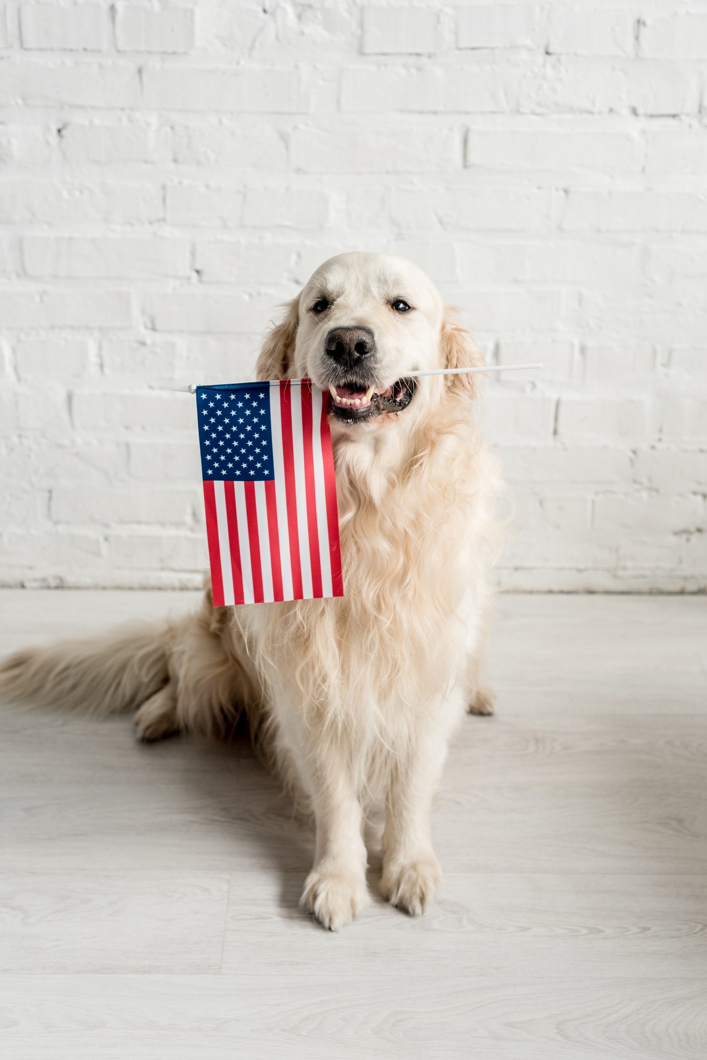 cute golden retriever sitting on floor and holding american flag