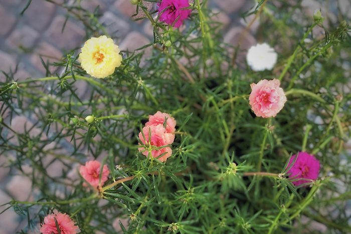 Colorful Moss-rose at garden on summer time.