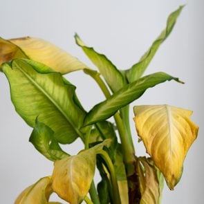 Dieffenbachia Camilla (dumb cane) with yellow leaves and brown spots