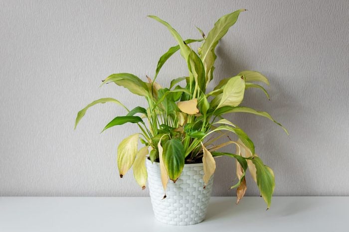 Wilting home flower Spathiphyllum in white pot against a light wall. Home green plant. Concept of home plant diseases. Abandoned home flower